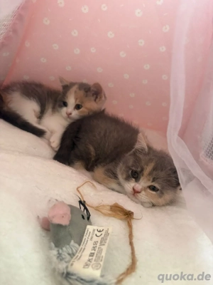 Zwei zuckersüße BKH- Babys