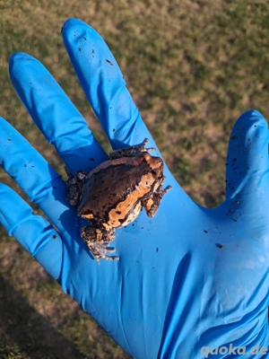 1.1 kaloula pulchra   indische ochsen frösche 