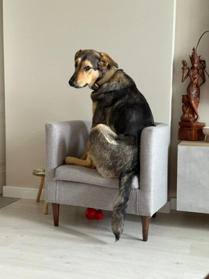 Duke  ist ein "Herzblatt" auf 4 Pfoten