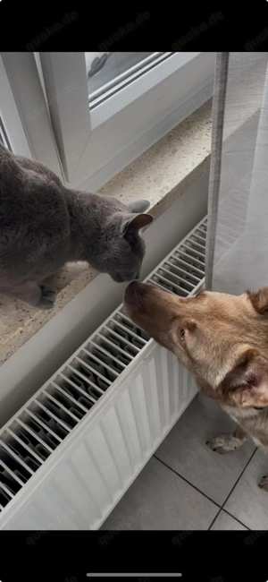 Lucky   junger Rüde ,der noch die Welt entdecken möchte  Bild 6