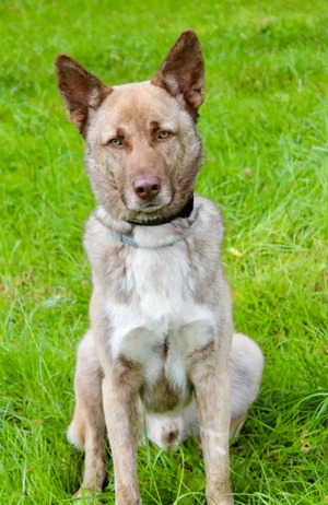 Lucky   junger Rüde ,der noch die Welt entdecken möchte  Bild 8
