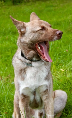 Lucky   junger Rüde ,der noch die Welt entdecken möchte  Bild 7