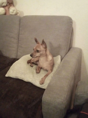 Chihuahua-MIX rot braun