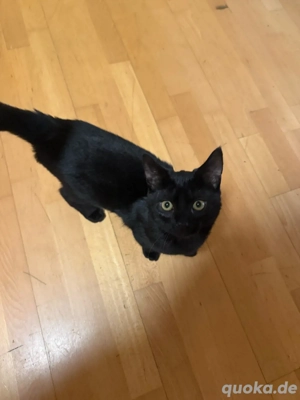 jungen Kater abzugeben. 