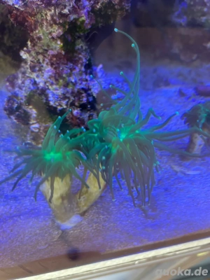 Meerwasser koralle Euphyllia Glabrescens 