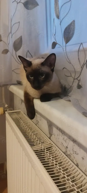 Siam Kätzchen Sucht ein Neues Zuhause 