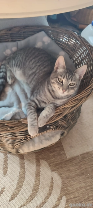  Kater !  Tiger ! Heilige Birmamix 