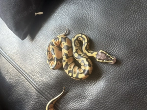 Königspython aus eigener Zucht, Jungtier, Python regius, Ballpython Bild 9