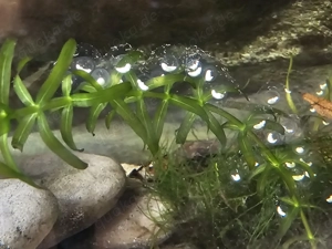 Axolotl Jungtiere aus liebevoller Hobbyzucht abzugeben. Bild 10