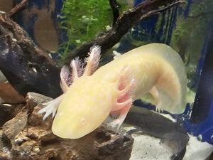 Axolotl Jungtiere aus liebevoller Hobbyzucht abzugeben. Bild 7