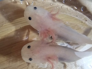 Axolotl Jungtiere aus liebevoller Hobbyzucht abzugeben. Bild 8