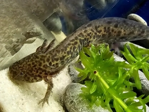 Axolotl Jungtiere aus liebevoller Hobbyzucht abzugeben. Bild 11