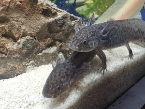 Axolotl Jungtiere aus liebevoller Hobbyzucht abzugeben. Bild 13