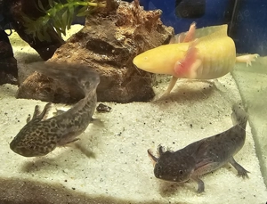 Axolotl Jungtiere aus liebevoller Hobbyzucht abzugeben. Bild 14