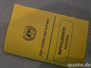 Britisch, gut haarig, süchtig.  Bild 2