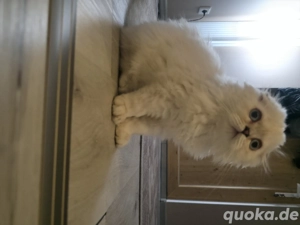 Britisch, gut haarig, süchtig.  Bild 4