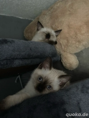  Zwei verspielte Siam-Schwestern   geimpft, entwurmt & mit Starterpaket