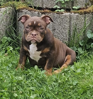 Wunderschöne American Bully Welpen zu Verkaufen!! Bild 4