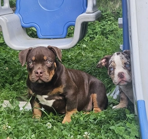 Wunderschöne American Bully Welpen zu Verkaufen!! Bild 7