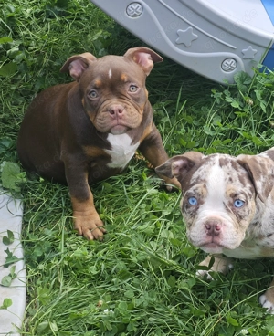Wunderschöne American Bully Welpen zu Verkaufen!! Bild 5
