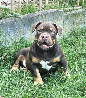 Wunderschöne American Bully Welpen zu Verkaufen!! Bild 8