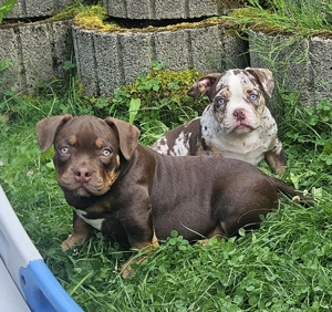 Wunderschöne American Bully Welpen zu Verkaufen!!