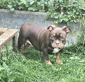 Wunderschöne American Bully Welpen zu Verkaufen!! Bild 9
