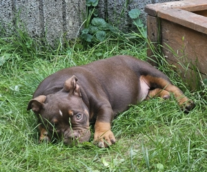 Wunderschöne American Bully Welpen zu Verkaufen!! Bild 10