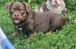 Wunderschöne American Bully Welpen zu Verkaufen!! Bild 2