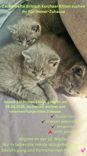 Britisch kurzhaar kitten
