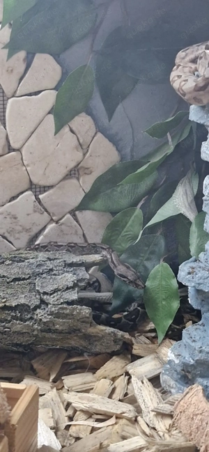 Boa constrictor imperator