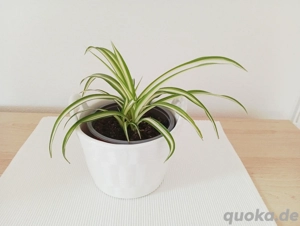 Grünlilie, gesteift, Zimmerpflanze 