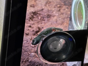 Suche Lygodactylus Williamsi Weibchen