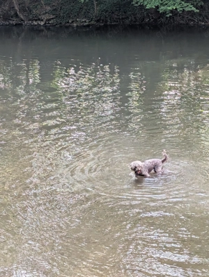 Wir suchen ein neues Zuhause für unsere Nala