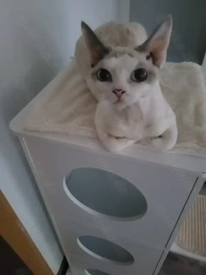 Süsses Devon-Rex-Katerchen sucht liebevolles FürImmerZuhause 