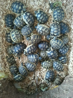 NZ25 Europäische Landschildkröten