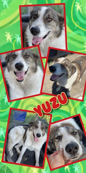 verschmuster, hübscher, ruhiger, freundlicher Rüde "Yuzu" sucht ein schönes Zuhause 