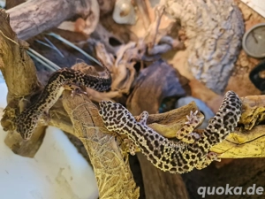 Leopardgecko Nachwuchs Bild 2