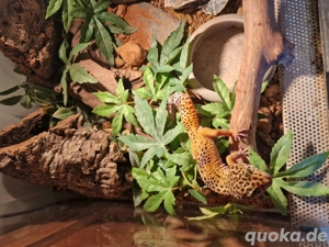 Leopardgecko Nachwuchs Bild 4