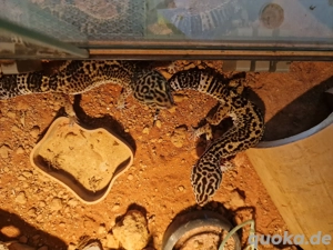 Leopardgecko Nachwuchs Bild 5
