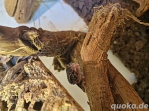 Leopardgecko Nachwuchs Bild 3
