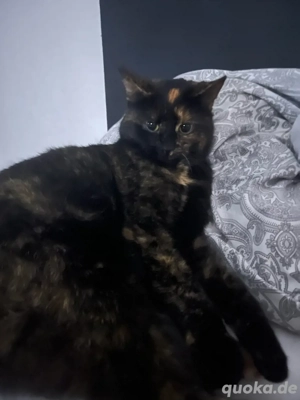 Glückskatze sucht ein liebevolles Zuhause