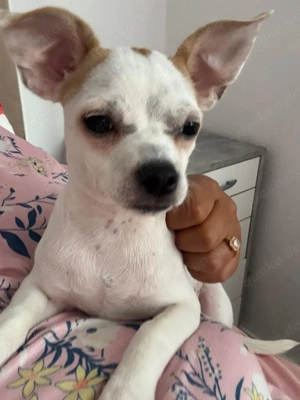 Chihuahua Rüde sehr menschenbezogen