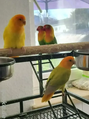 Dringend gesucht: Drei Unzertrennliche-Weibchen in der Region München