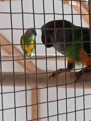 Mohrenkopfpapagei Bild 2