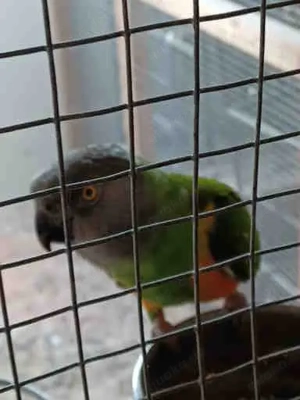 Mohrenkopfpapagei Bild 3