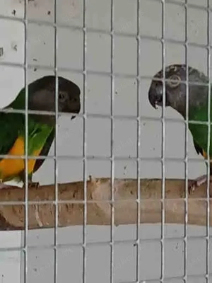 Mohrenkopfpapagei Bild 4