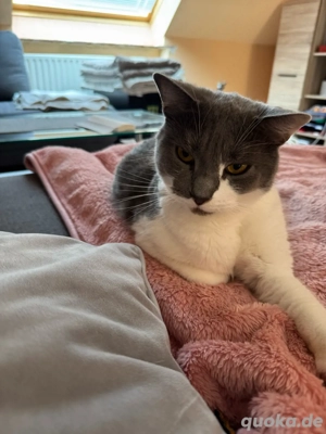 Brittisch Kurzhaar Langhaar Kater Levi Bild 2