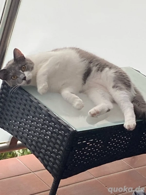 Brittisch Kurzhaar Langhaar Kater Levi