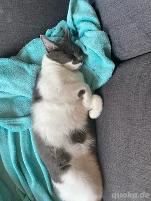 Brittisch Kurzhaar Langhaar Kater Levi Bild 3